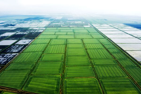 克拉斯诺达尔地区的水稻种植 - 俄罗斯卫星通讯社