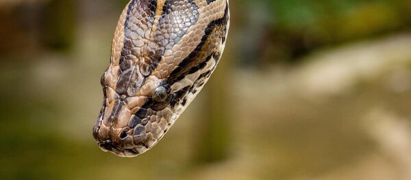 澳大利亚一条巨蟒将一只鳄鱼囫囵吞下 - 俄罗斯卫星通讯社