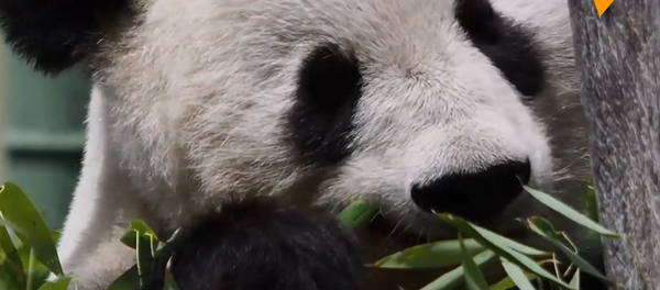 維也納動物園為大熊貓舉行迎接儀式 - 俄羅斯衛星通訊社