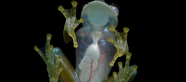 Стеклянная лягушка - 俄羅斯衛星通訊社