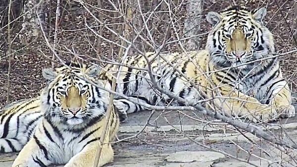 由20只阿穆尔虎组成的虎群可能栖息朝鲜 - 俄罗斯卫星通讯社