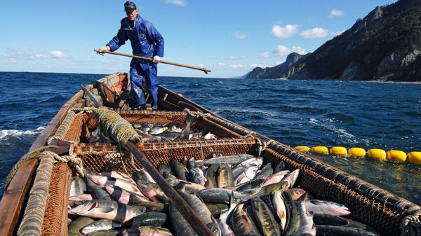 Рыбаки ловят лосось  - 俄罗斯卫星通讯社