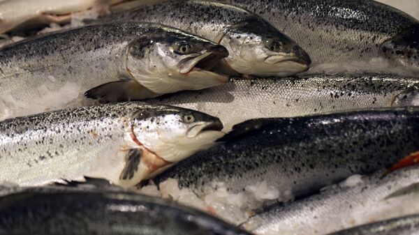挪威北部海藻开花导致约1万吨鲑鱼死亡 - 俄罗斯卫星通讯社
