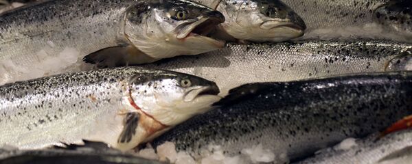 香港对进口三文鱼进行新冠病毒检测 建议高危人士勿吃生食 - 俄罗斯卫星通讯社