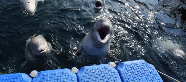圈養者將虎鯨和白鯨視為所有物 不打算放生 - 俄羅斯衛星通訊社