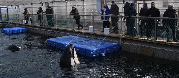 克宮密切關注“鯨魚監獄”相關情況 克宮密切關注“鯨魚監獄”相關情況 - 俄羅斯衛星通訊社