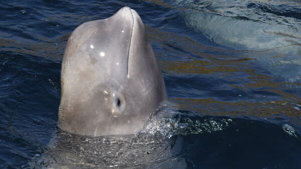 滨海边疆区斯列德尼亚亚湾释放白鲸的新阶段将于下周启动 - 俄罗斯卫星通讯社