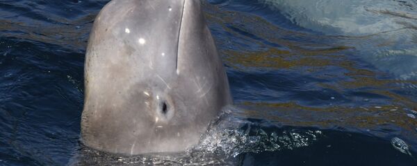 已為“鯨魚監獄”的虎鯨備好將其運輸至鄂霍次克海的車輛 - 俄羅斯衛星通訊社