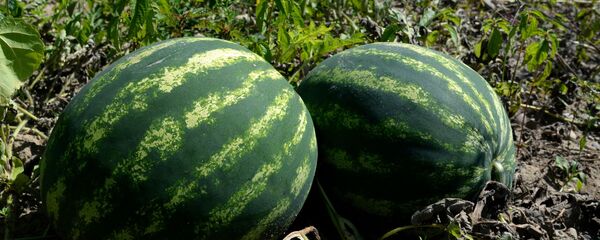 俄羅斯學者們製造出保護莊稼不受農藥污染的傳感器 - 俄羅斯衛星通訊社