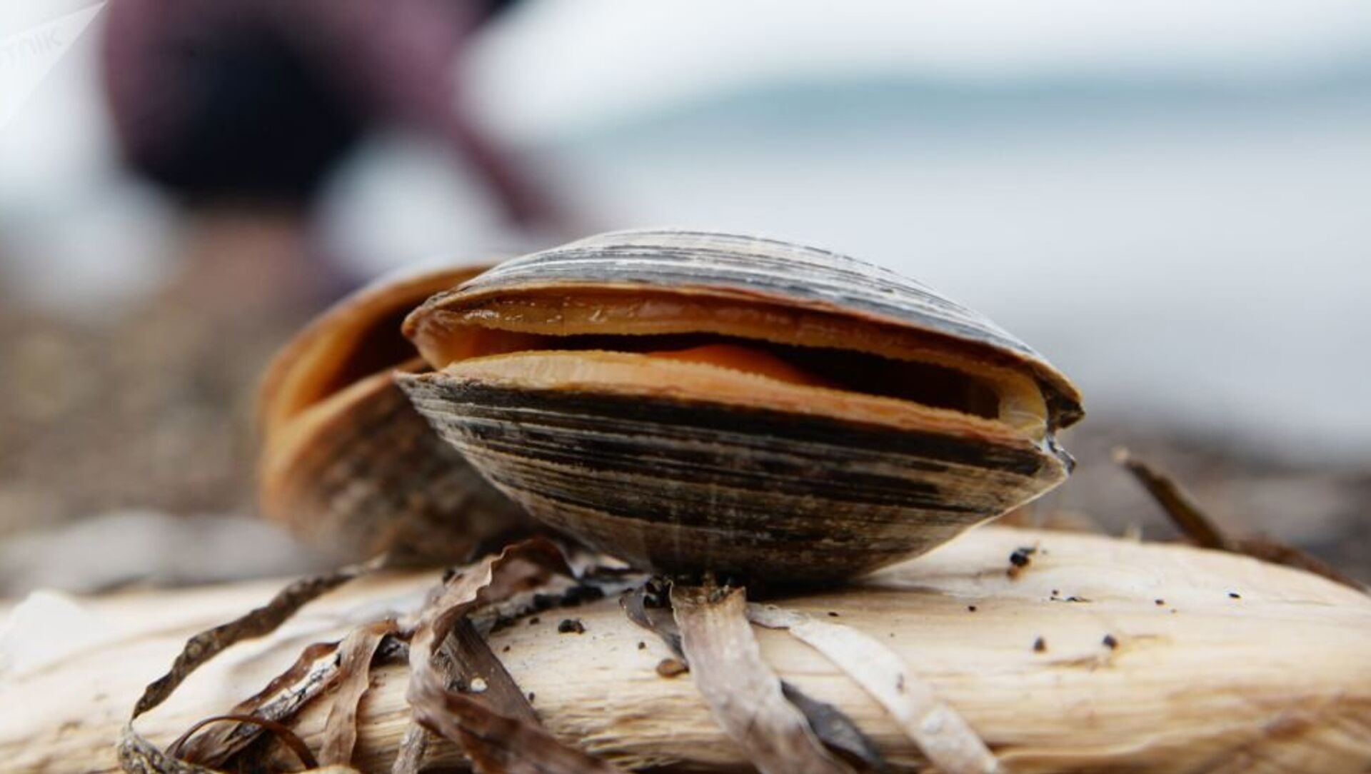 Моллюски Моллюски - 俄羅斯衛星通訊社, 1920, 12.07.2021