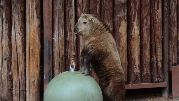 一只四川羚牛在莫斯科动物园出生 - 俄罗斯卫星通讯社