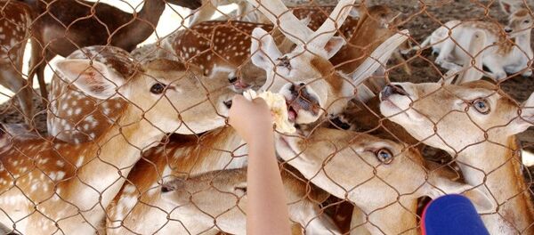 日本奈良市一头死去的鹿胃中有大约4公斤的塑料袋 - 俄罗斯卫星通讯社