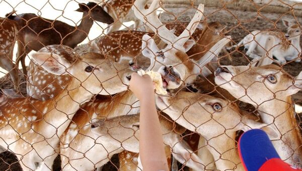 日本奈良市一頭死去的鹿胃中有大約4公斤的塑料袋 - 俄羅斯衛星通訊社