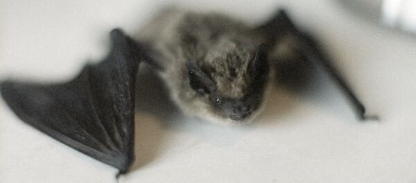 Летучая мышь - 俄罗斯卫星通讯社