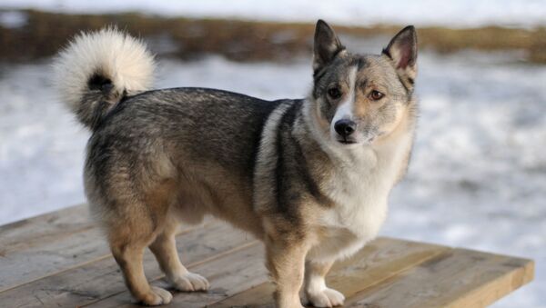 可爱又可怕：有狼性的柯基犬 - 俄罗斯卫星通讯社