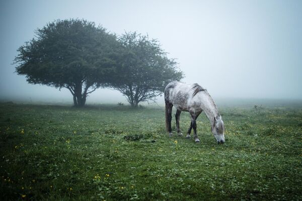 阿迪格共和国马伊科普斯基地区草甸上放牧的马。 - 俄罗斯卫星通讯社