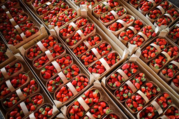 俄罗斯。克拉斯诺达尔州装满草莓的篮子。 - 俄罗斯卫星通讯社