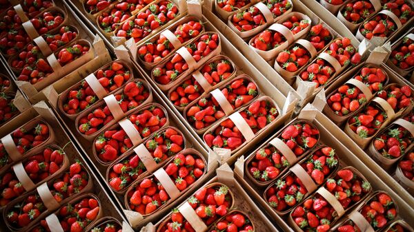 俄羅斯進入2023年全球最大草莓進口國前六 - 俄羅斯衛星通訊社