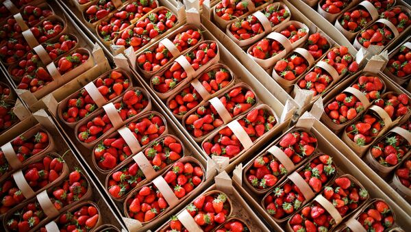农业专家介绍挑草莓的正确方法 - 俄罗斯卫星通讯社