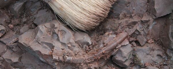 华媒:小学生河边游玩 意外发现一窝“恐龙蛋” 华媒:小学生河边游玩 意外发现一窝“恐龙蛋” - 俄罗斯卫星通讯社