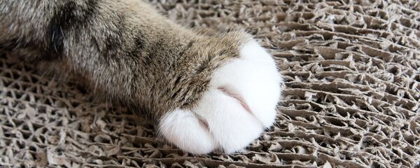 有著奇異“髮型”的酷貓成了網絡明星 - 俄羅斯衛星通訊社