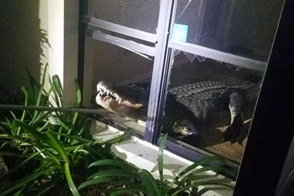 三米长鳄鱼破窗闯入民宅 - 俄罗斯卫星通讯社