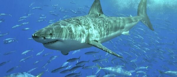 鯊魚 - 俄羅斯衛星通訊社