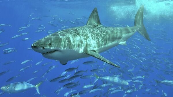一名女大學生在巴哈馬遭遇三條鯊魚襲擊後死亡 - 俄羅斯衛星通訊社