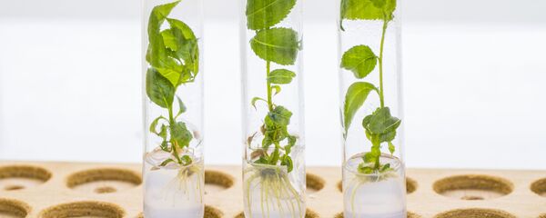 学者将对进入国际空间站的棕榈进行对比研究 - 俄罗斯卫星通讯社