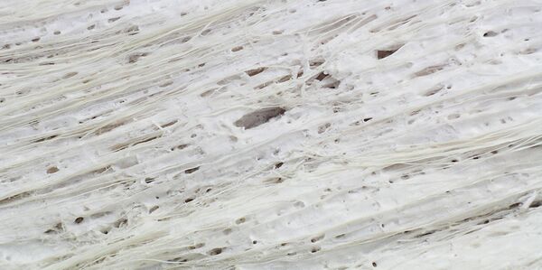 Sulfurihydrogenibium yellowstonense微生物 - 俄罗斯卫星通讯社