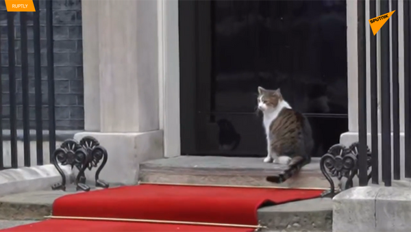 英国首相府御猫在特朗普与特雷莎·梅会谈期间现身 - 俄罗斯卫星通讯社
