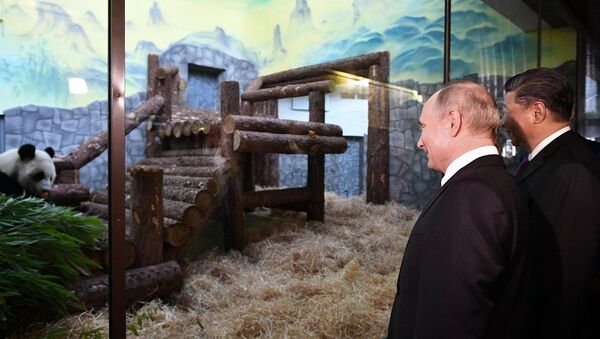 普京和习近平参观莫斯科动物园熊猫馆 - 俄罗斯卫星通讯社