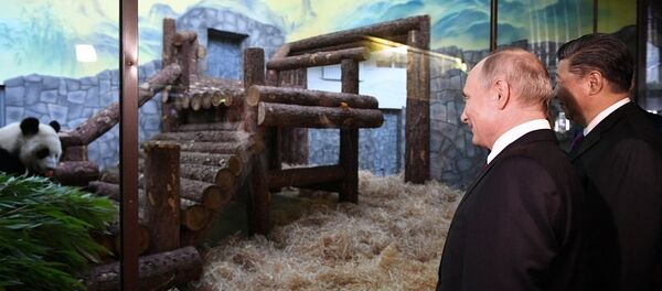 普京和习近平参观莫斯科动物园熊猫馆 - 俄罗斯卫星通讯社