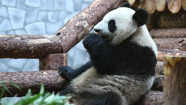 莫斯科動物園的熊貓館（資料圖片） - 俄羅斯衛星通訊社