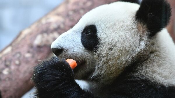 莫斯科動物園的熊貓館 - 俄羅斯衛星通訊社