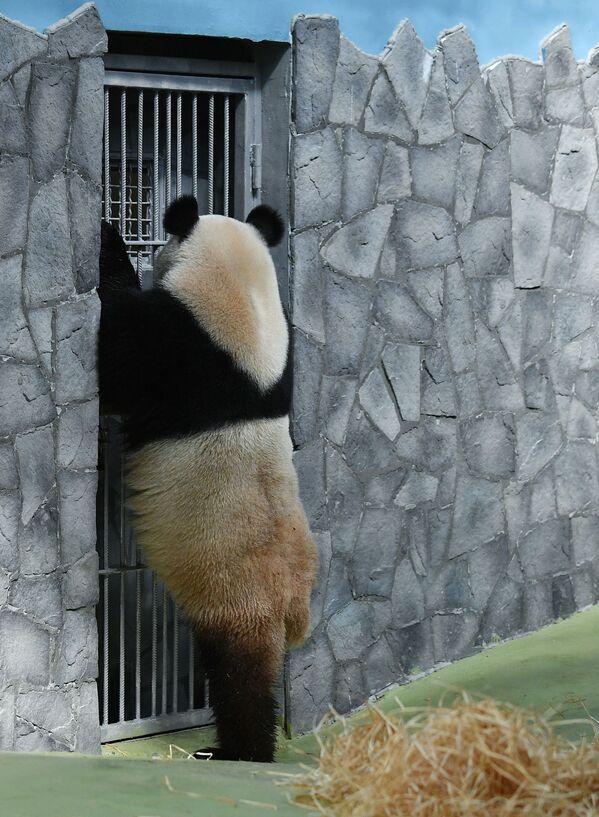 大熊猫亮相莫斯科动物园 - 俄罗斯卫星通讯社