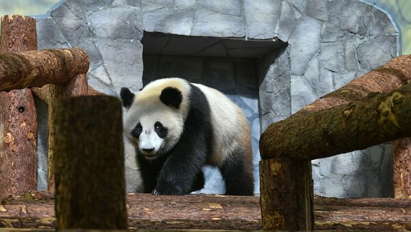 7月1日起可在線觀看旅俄大熊貓“如意”和“丁丁”的日常生活 - 俄羅斯衛星通訊社