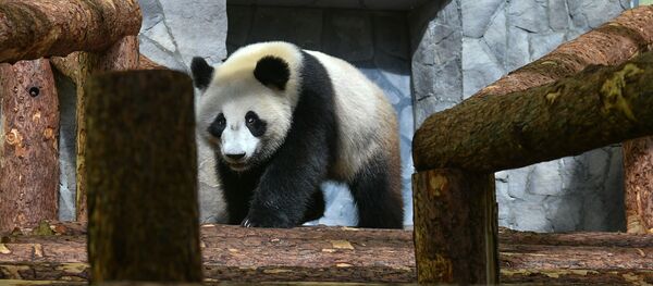 7月1日起可在线观看旅俄大熊猫“如意”和“丁丁”的日常生活 - 俄罗斯卫星通讯社