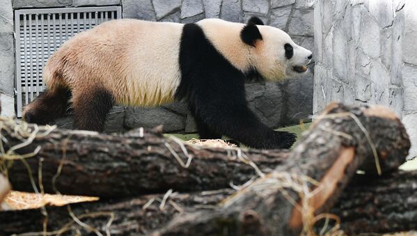 大熊貓亮相莫斯科動物園 - 俄羅斯衛星通訊社