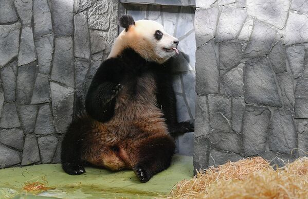 大熊貓亮相莫斯科動物園 - 俄羅斯衛星通訊社