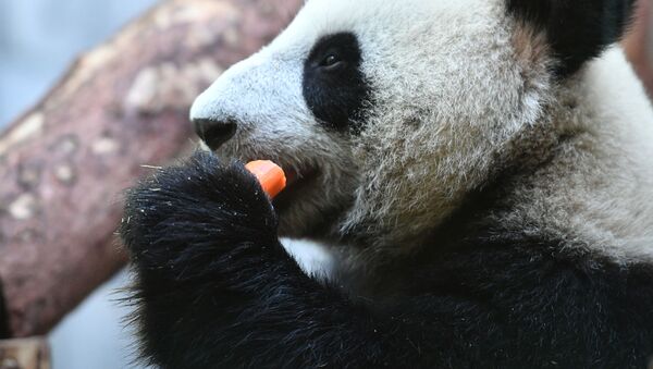 旅俄大熊猫分舍而居 预计将在未来2-3年相见 - 俄罗斯卫星通讯社