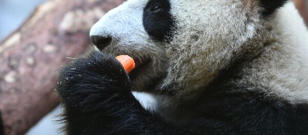 旅俄大熊猫分舍而居 预计将在未来2-3年相见 旅俄大熊猫分舍而居 预计将在未来2-3年相见 - 俄罗斯卫星通讯社