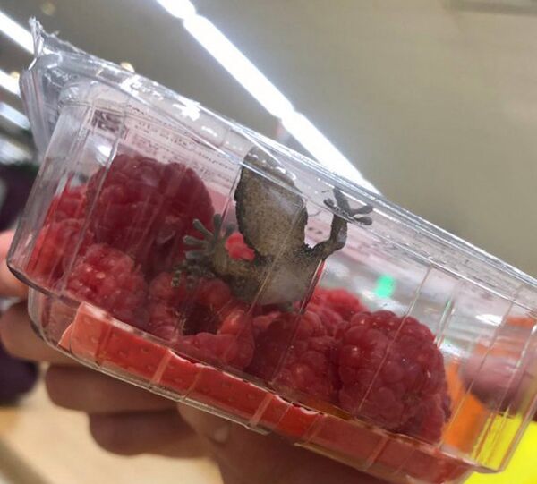 女子在一包覆盆子果酱里发现活壁虎 - 俄罗斯卫星通讯社