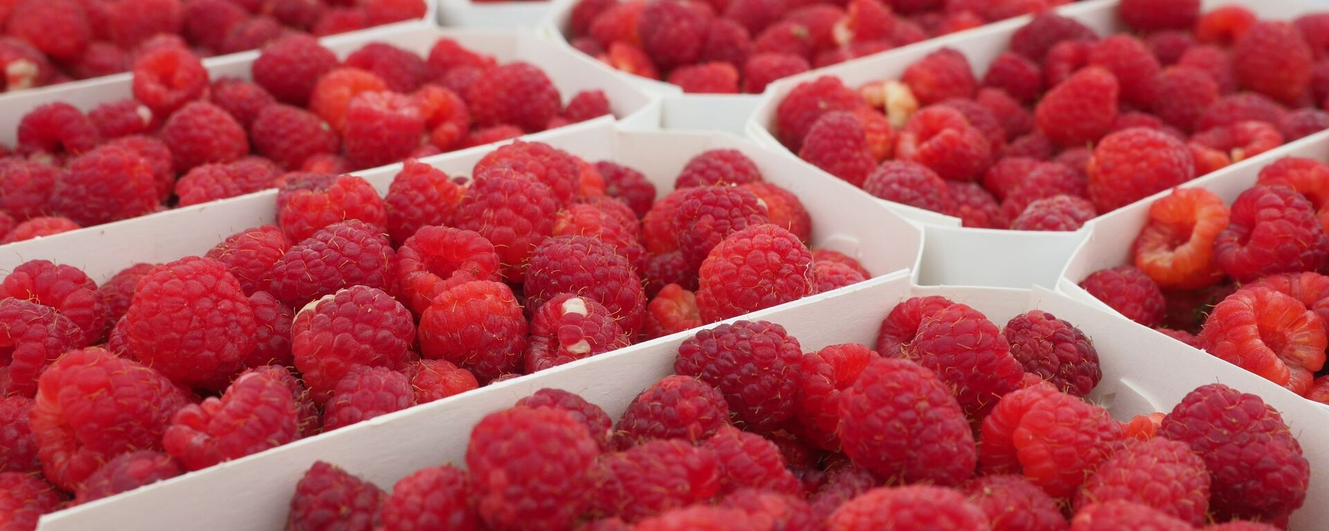 俄罗斯近期将增加对中国的野生有益植物出口 - 俄罗斯卫星通讯社, 1920, 06.06.2023