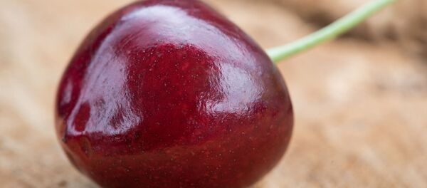 Вишня Вишня - 俄羅斯衛星通訊社