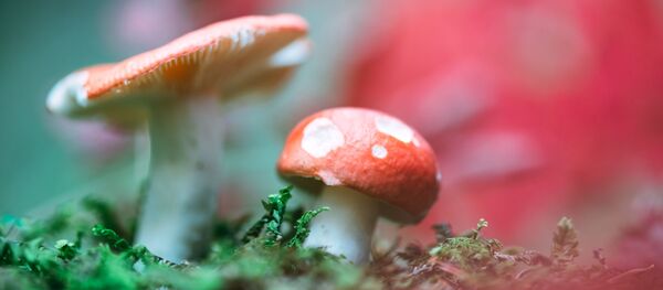 科学家揭示蘑菇如何影响癌症发展 - 俄罗斯卫星通讯社