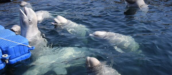 鲸鱼 - 俄罗斯卫星通讯社