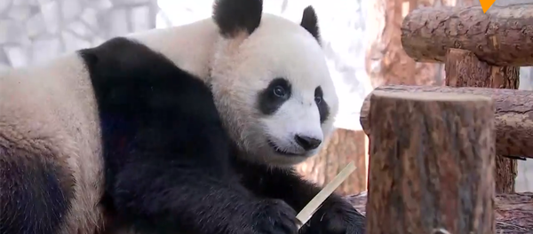 普京和習近平現身莫斯科動物園熊貓館 普京和習近平現身莫斯科動物園熊貓館 - 俄羅斯衛星通訊社