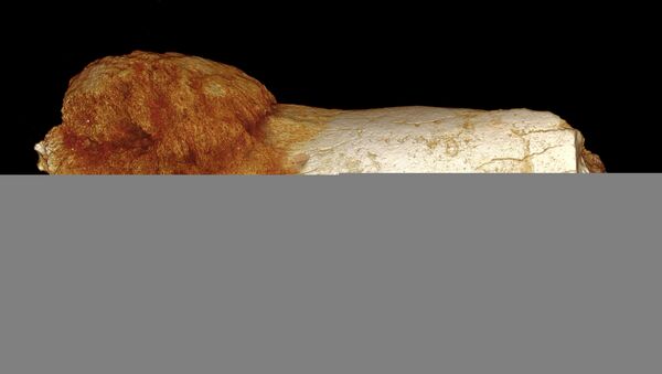 科学家们在埃塞俄比亚发现古猿人的遗骸 - 俄罗斯卫星通讯社