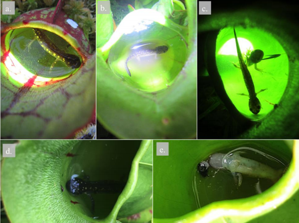 加拿大科學家發現一種吃蠑螈的植物 - 俄羅斯衛星通訊社